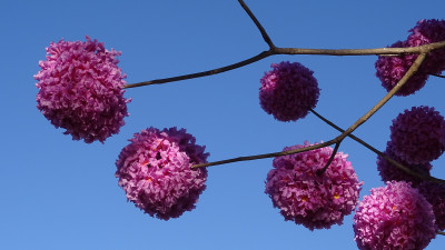 DSC00081.JPG